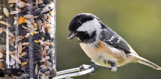 bird feeder