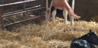 calf just born