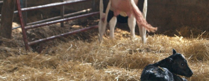 calf just born calf just born