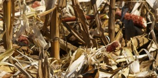 corn stubble