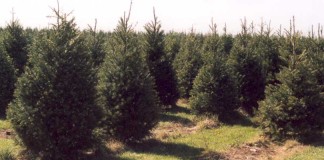 evergreen trees