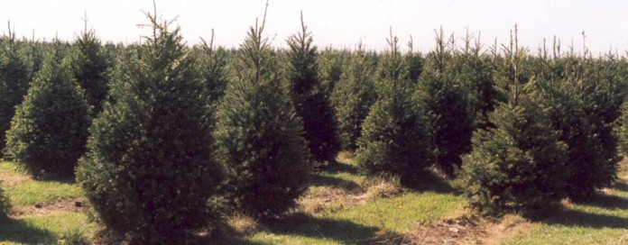 evergreen trees evergreen trees