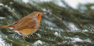 female robin