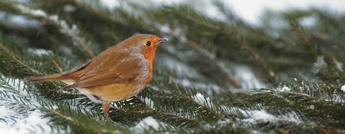 female robin female robin