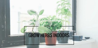herbs growing on windowsill