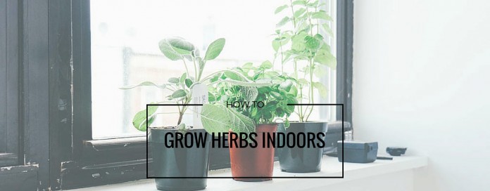 herbs growing on windowsill herbs growing on windowsill