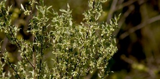 Autumn-olive invasive species