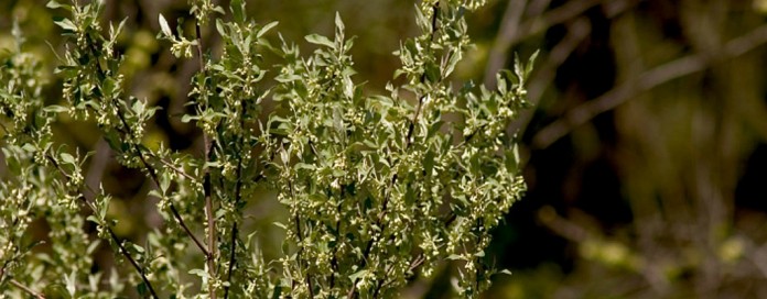 invasive species Autumn olive Autumn-olive invasive species