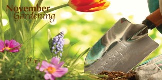 flowers and garden trowel