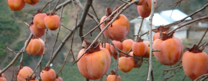 persimmons in tree persimmons in tree