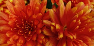 rust colored mums