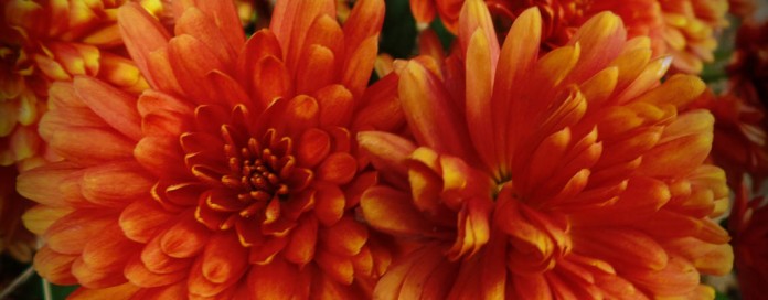 rust colored mums rust colored mums