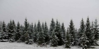 snowy spruce trees