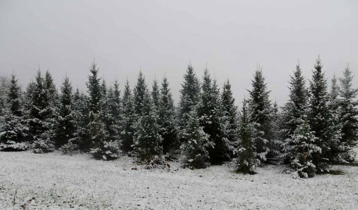 snowy spruce trees snowy spruce trees