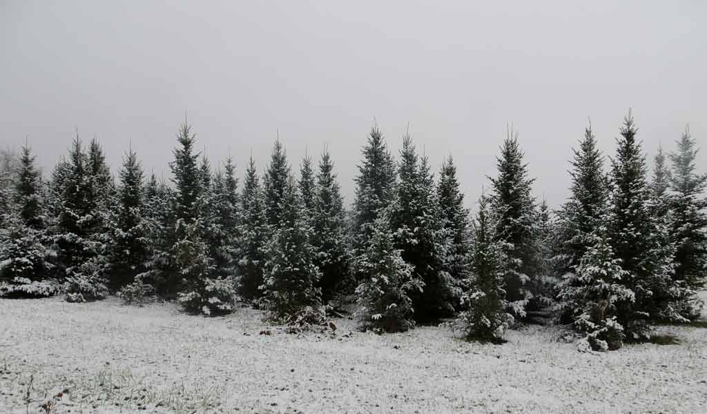 snowy spruce trees snowy spruce trees