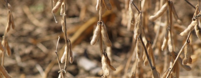 OLYMPUS DIGITAL CAMERA Soybean field