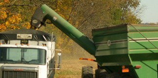 unloading corn into semi