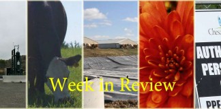 Week in Review 11/14 collage