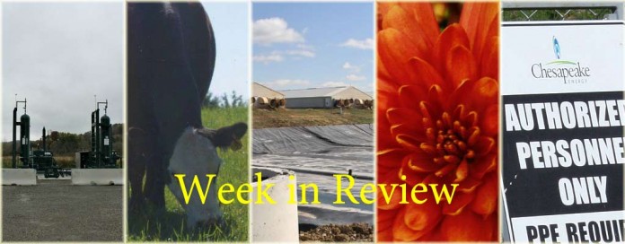Week in Review 11/14 Week in Review 11/14 collage
