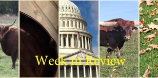 Collage of this week's top stories