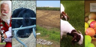 5 stories collage for Jan. 2, 2016