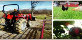 Dickie Bird Farm collage