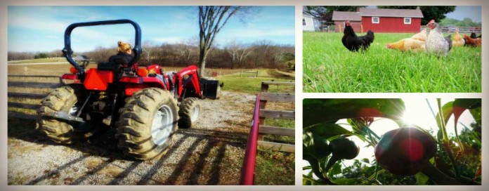 Dickie Bird Farm collage Dickie Bird Farm collage