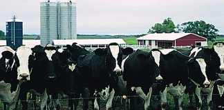 Holstein dairy cows