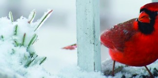 Cardinal