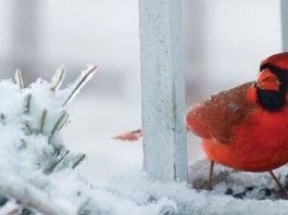 cardinal on snowy branch