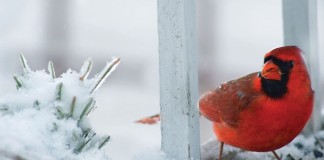 cardinal on snowy branch