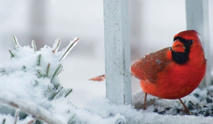 cardinal on snowy branch cardinal on snowy branch