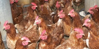 Poultry