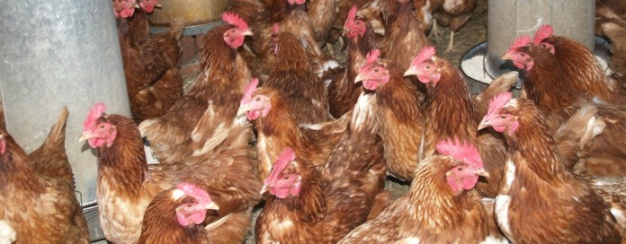 Poultry