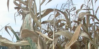 corn in fall