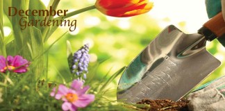 flowers and trowel