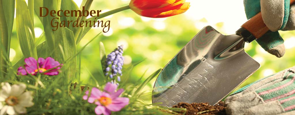 December gardening flowers and trowel