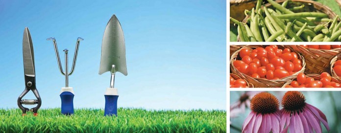 garden collage garden tools, green beans, cherry tomatoes and purple coneflowers