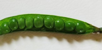 miragreen pea