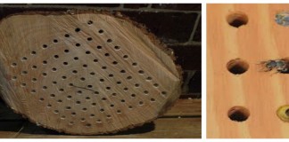 native bee box and bees