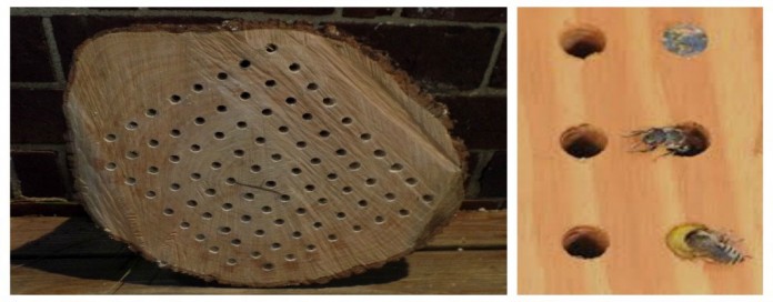 native bee box and bees native bee box and bees