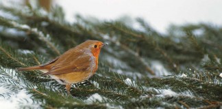 orange breasted bird on pine branch in snow