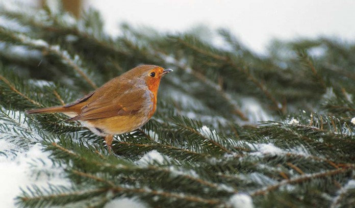 orange breasted bird on pine branch in snow orange breasted bird on pine branch in snow