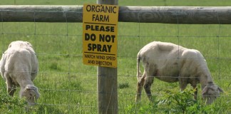 Organic sheep farm