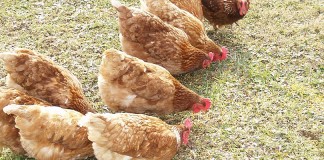 pastured poultry chickens