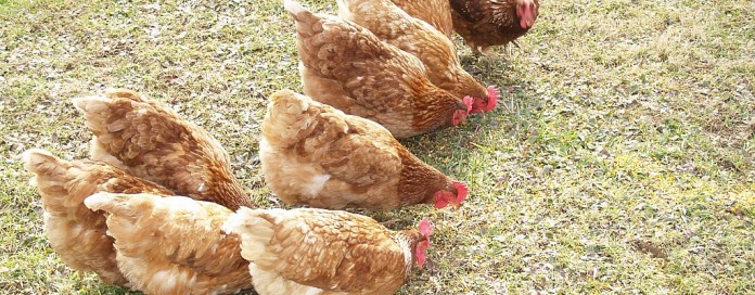 pastured poultry chickens pastured poultry chickens