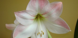 pink and white amaryllis