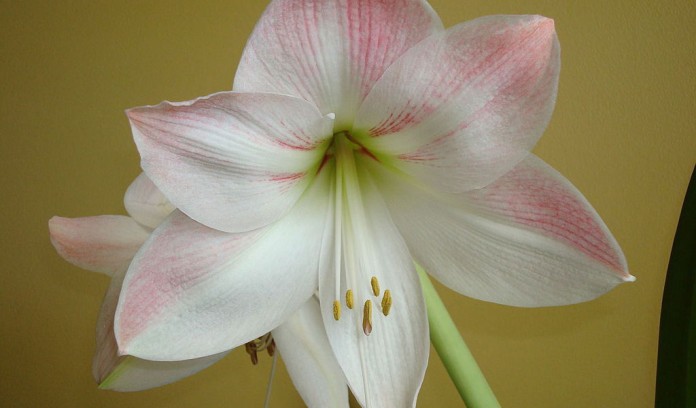 pink and white amaryllis pink and white amaryllis