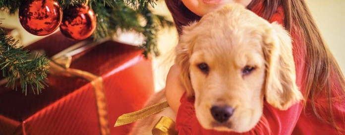 puppy and Christmas tree puppy and Christmas tree