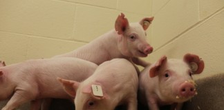 Pigs resistant to virus
